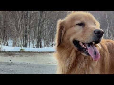 ミントの大冒険 がライブ配信中！ サムネイル