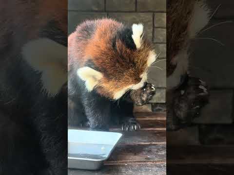 shorts レッサーパンダのアラタちゃん　浜松市動物園　2026年2月14日　IMG 8361 サムネイル