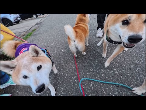 先着順お年玉配布会場【シン春のパン祭り】 サムネイル