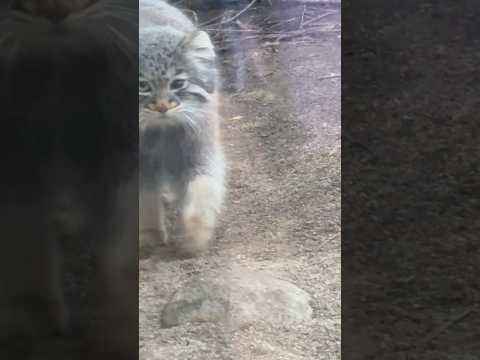 shorts みんなアブにメロメロね！　マヌルネコ　那須どうぶつ王国にて　2026年3月29日