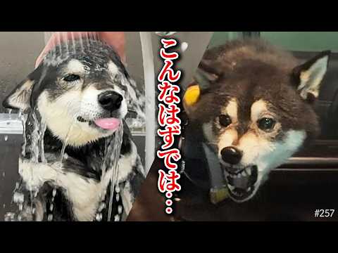 頑張ってトラウマ克服しかけたのに、最後にブチ切れる柴犬 サムネイル