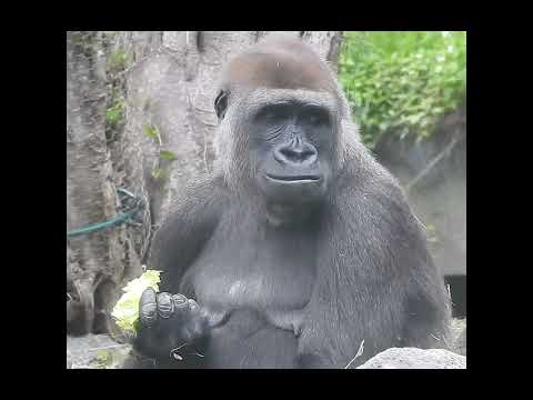 catcher ace.gorilla Tayari 14y10m old. eat celtuce.lettuce…