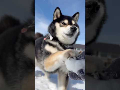 雪をくれ。年に一度のかき氷バー？柴犬 shibainu サムネイル