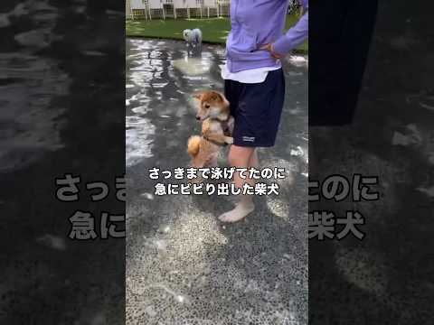 溺れかけの必死の泳ぎから飼い主にしがみつく柴犬。自分よりもスイスイ小さな子たちがたくさん泳いでるw 柴犬 柴犬のいる暮… サムネイル