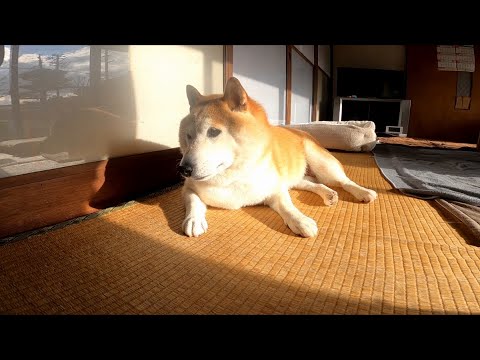 どうやらみんなの足音を聞き分けているらしいモモさん サムネイル