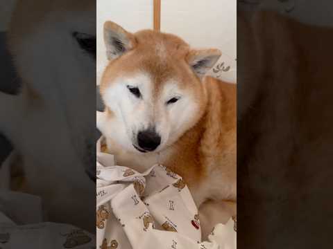 柴犬福 姉購入の柴犬Tシャツを断固拒否する柴犬🤣Sis and Shiba🤣姉と柴 柴犬 japanesedog sh… サムネイル