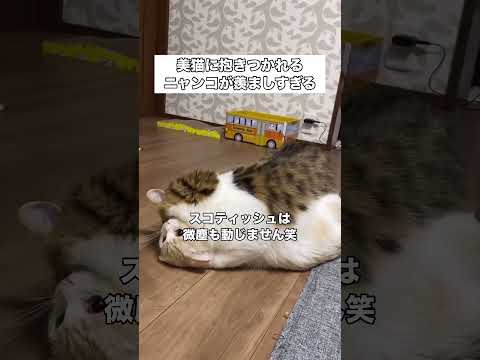 好きすぎて抱きついちゃう猫が可愛すぎる 保護猫 猫 ハグ shorts サムネイル