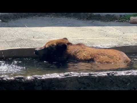 お風呂に浸かっているみたいなアイナちゃん　エゾヒグマ　のんほいパークにて　2026年4月3日 サムネイル