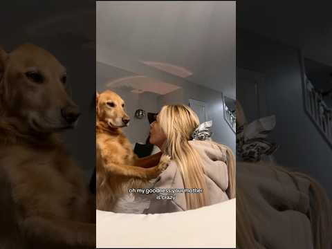 coming home to my golden retriever🥵goldenretreivers dog pup… サムネイル