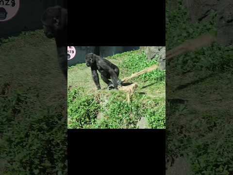 gorilla funny throw 🤣 gorillatag taipeizoo 金剛猩猩 台北市立動物園 sho… サムネイル