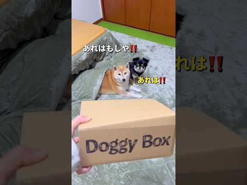 お楽しみに大興奮🐶❤️柴犬 チワワ shorts サムネイル