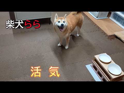 活気 サムネイル