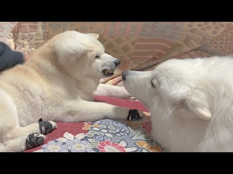 絶対にチューしたいサモエドvs断固拒否な柴犬との可愛すぎる攻防戦 サムネイル