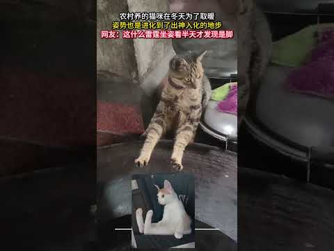 農村養的貓咪在冬天為了取暖 姿勢也是進化到了出神入化的地步 貓 意外 有趣 萬萬沒想到 amazing cat fun… サムネイル