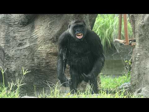 Dramatic Battle for the Pool Part 2, Tayari’s wild water ti… サムネイル