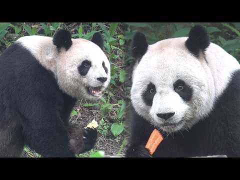 圓圓吃冰鳳梨,好多紅蘿蔔,姐姐餵食,躺吃竹葉,圓仔吃鳳梨冰|Giant Panda Yuan Yuan,圆圆,貓熊,大… サムネイル