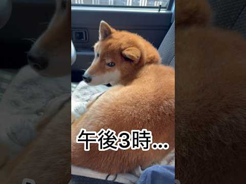 ’26.3.18 つながれた力丸… 柴犬 shibainu 柴犬のいる暮らし 柴犬の日常 カメラ目線 車中泊犬 力丸 サムネイル