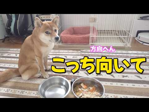 お座りの方向が何かとすっとんきょうな柴犬小夏ASMR 台風接近中 サムネイル