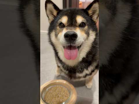 モモ改めてキノピオです、、、柴犬 shorts サムネイル