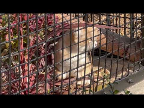 草をハムハム ジウちゃん🥰　スナネコ　ごかつら池どうぶつパークにて　2026年1月24日 サムネイル