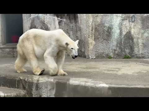 おはようユキさん　  ホッキョクグマ　浜松市動物園にて　2026年4月5日 サムネイル
