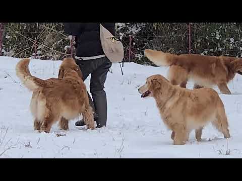 雪の原っぱで遊ぶゴールデンレトリバー４頭。ゴールデンレトリバー 大型犬のいる生活 goldenretriever ib… サムネイル
