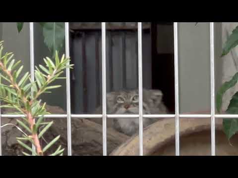 ミーニャちゃん出て来た！　マヌルネコ　東山動植物園にて　2026年3月13日 サムネイル