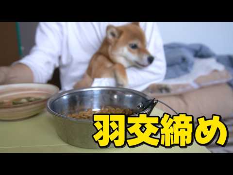 おてんば柴を羽交締めにしてやりました　ASMR サムネイル