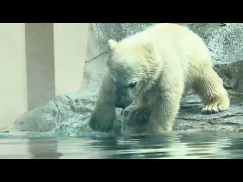 走る走るモモ太くん❣　ホッキョクグマ　男鹿水族館GAO　2026年5月22日　IMG 4769 サムネイル