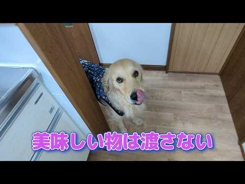 美味しい物を奪うものはパパでも許さん。ゴールデンレトリバーティト サムネイル