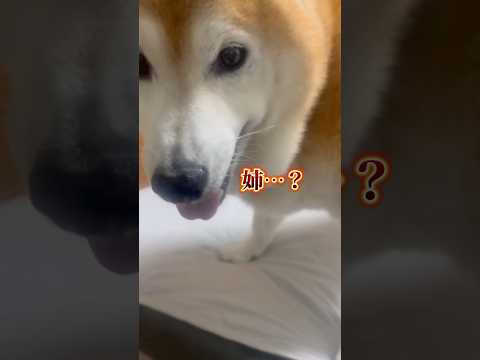 柴犬福 半角兄に姉来るって言われた時の柴犬🤣Bro and Shiba🤣shorts 柴犬 shibainu funn…