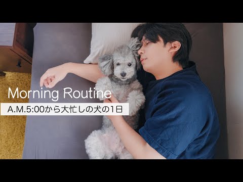🐶トイプードルグリィ9才のモーニングルーティン🐾いつも元気でいるための朝習慣。 サムネイル