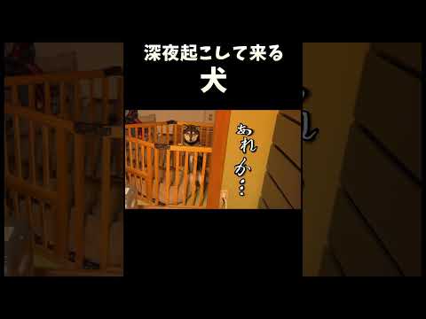 深夜に起こして来る犬 サムネイル
