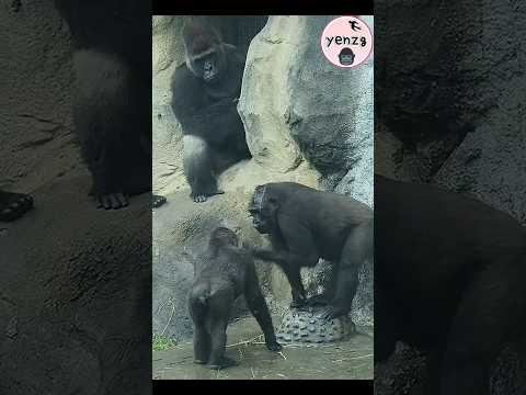 Gorilla Iriki玩水, D'jeeco, Jabali 好奇看她 gorillatag taipeizoo… サムネイル