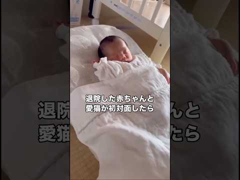 初めて見るちっちゃな人間を目の当たりにした時の愛猫の表情🐱初めは無理に近づかせず扉1枚越しから共同生活スタート。 保護… サムネイル