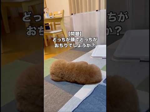 正答率13％の超難問。あなたには解けますか？ どっちが頭でどっちがおちり トイプードル トイプー shorts サムネイル