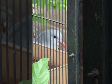shorts ムラリン　カグー　野毛山動物園にて　2026年5月10日