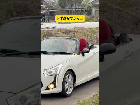 車輪フェチの柴犬の歴史が凄すぎる件 柴犬 shibainu shortvideo shorts サムネイル