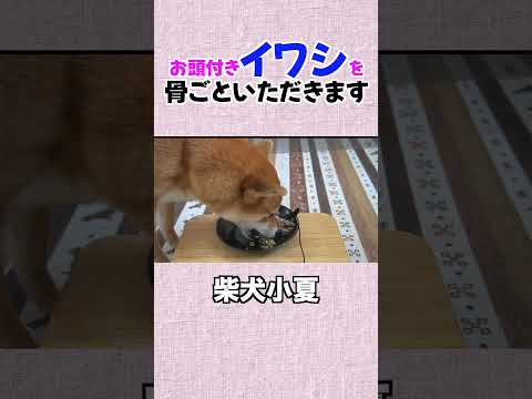 お頭付きイワシを 骨ごといただきます 神戸 柴犬 shiba shibainu サムネイル