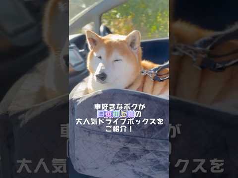 柴犬福 【超最高なプレゼントをもらったドライブ好きな柴犬】🤩Shiba-PR🤩#pr #姉と柴 #柴犬 #shorts… サムネイル