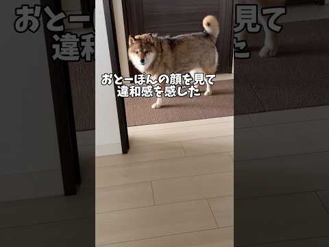 柴犬の違和感の正体！飼い主がまさか… サムネイル