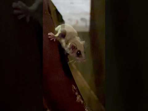 shorts ビューん！っと　チビフクロモモンガ　埼玉県こども動物自然公園にて　2026年5月30日 サムネイル