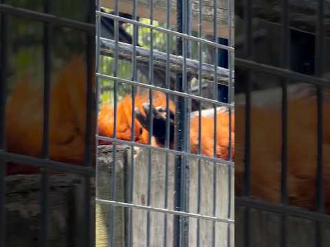 shorts アカエリマキキツネザルさん集合〜⁈   野毛山動物園にて　2026年5月10日 サムネイル