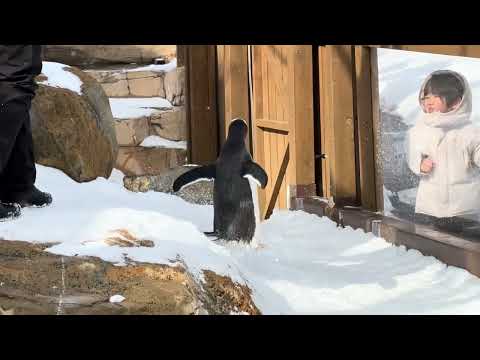 (ジェンツーランの)スタート地点に戻らないジェンツーペンギンさん　那須どうぶつ王国にて　2026年1月30日 サムネイル