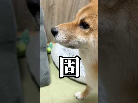 ピロピロやめてwwww 柴犬 チワワ shorts サムネイル