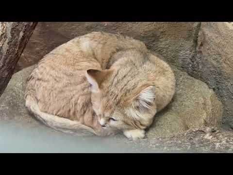 アミーラ眠り姫さま　スナネコ　埼玉県こども動物自然公園にて　2026年3月6日 サムネイル