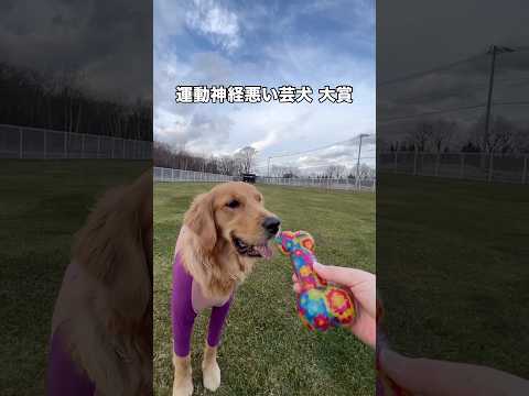 兄もおもろいけど妹もやっぱりおもろいのは血筋かな･･･ ゴールデンレトリバー ナイスジャンプ 大型犬 shorts サムネイル