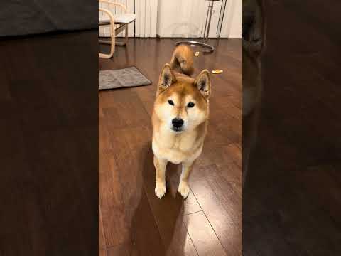 柴犬の一日 doggie 柴犬 cutedog shibainu shiba routines いぬのいる生活 dog… サムネイル