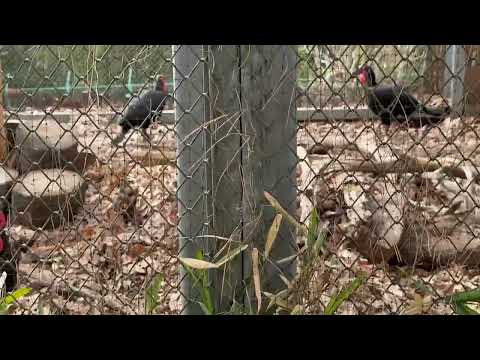 ミナミジサイチョウ飛ぶ！　埼玉県こども動物自然公園にて　2026年3月6日 サムネイル