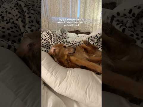 coming home to my golden retriever🥵goldenretreivers dog pup… サムネイル